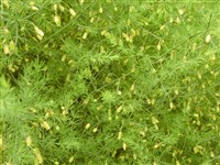 Спаржа лекарственная – Asparagus officinalis L. (1)