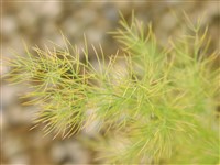 Спаржа мутовчатая – Asparagus verticillatus L.