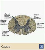 Спинной мозг (поперечный разрез)