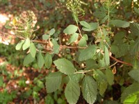 Спирея дубравколистная – Spiraea chaemaedryfolia L. (1)