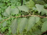 Спирея дубравколистная – Spiraea chaemaedryfolia L. (2)