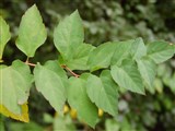 Спирея дубравколистная – Spiraea chaemaedryfolia L. (3)