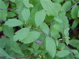 Спирея зверобоелистная – Spiraea hypericifolia L. (2)