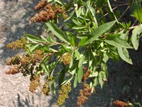 Спирея иволистная – Spiraea salicifolia l.