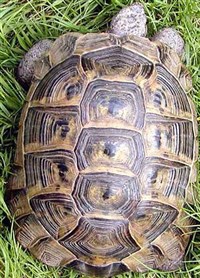Средиземноморская черепаха (Testudo graeca iberia)