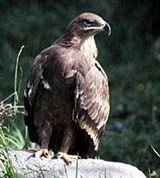 Степной орел (Aquila rapax)