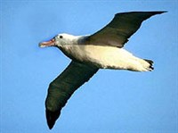 Странствующий альбатрос (Странствующий альбатрос)