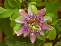 Страстоцвет голубой – Passiflora caerulea L.