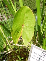 Стрелолист обыкновенный, средний, плавающий, альпийский, разнолистный – Sagittaria sagittifolia L. (2)