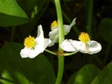 Стрелолист обыкновенный, средний, плавающий, альпийский, разнолистный – Sagittaria sagittifolia L. (3)