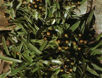 Сушеница приземистая – Gnaphalium supinum L.