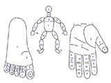 Су-Джок (системы соответствия) (кисти и стопа)