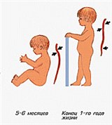 Схема формирования прямохождения и изгибов позвоночника в 1-ый год жизни ребенка