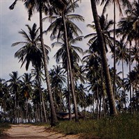 Сьерра-Леоне (плантация пальм)