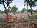 Тамилнад (сельскохозяйственные плантации)