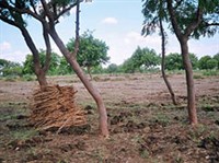 Тамилнад (сельчкохозяйственные плантации)