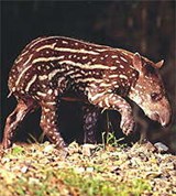 Тапиры (детеныш)