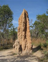 Термитник Австралия