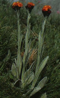 Тефлосерис цельнолистный – Tephroseris integrifolia Holub.