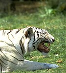 Тигр (белый)