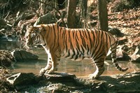 Тигр (млекопитающее)