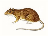 Толстоиглая крыса (рисунок)