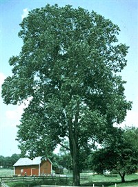 Тополь дельтовидный – Populus deltoides Bartr.ex Marsh.