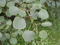 Тополь дрожащий, осина обыкновенная – Populus tremula L. (1)