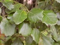Тополь сереющий, серый – Populus x canescens (Ait.) Smith. (1)