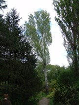 Тополь сереющий, серый – Populus x canescens (Ait.) Smith. (2)