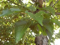 Тополь шерстистоплодный, крупнолистный китайский – Populus lasiocarpa Oliv.