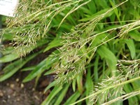 Трищетинник желтоватый, луговой – Trisetum flavescens (L) Beauv.