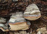 Трутовые грибы (Окаймленный трутовик)