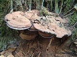 Трутовые грибы (Плоский трутовик)