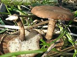Трутовые грибы (Трутовик зимний)