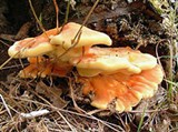 Трутовые грибы (Трутовик серно-желтый)