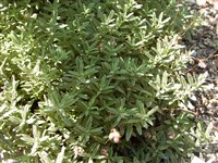 Трёхреберник солнцелюбивый – Tripleurospermum oreades (Boiss).Rech.f.