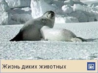 Тюлени (видео)