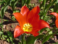 Тюльпан Введенского – Tulipa vvedenskyi Z.Bosch.