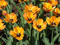 Тюльпан Геснера – Tulipa gesneriana L.