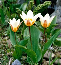 Тюльпан Кауфманна – Tulipa kaufmanniana Regel.