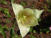 Тюльпан Клузиуса – Tulipa clusiana (DC.) Redoute
