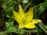 Тюльпан Колпаковского – Tulipa kolpakovskiana Regel.