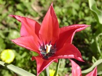 Тюльпан Максимовича – Tulipa maximowiczii Reg.