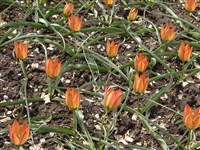 Тюльпан Орфанида – Tulipa orphanidea Boiss.ex Heldr.