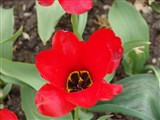 Тюльпан Фостера – Tulipa fosteriana Hoog ex W.Irv. (2)