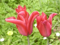 Тюльпан Эйхлера, волнистолистный – Tulipa eichleri Regel.