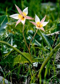 Тюльпан двухцветковый – Tulipa biflora Pall.