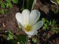 Тюльпан звездчатый – Tulipa stellata Hook.