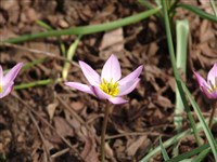 Тюльпан карликовый – Tulipa humilis Herb.
